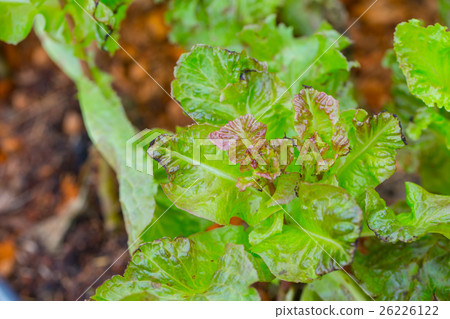 red oak lettuce plant in the garden 26226122
