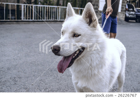 Attracted by the noise white Siberian Husky Attracted by the noise white Siberian Husky 26226767