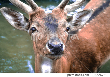 Spotted redheaded deer in water 26226769
