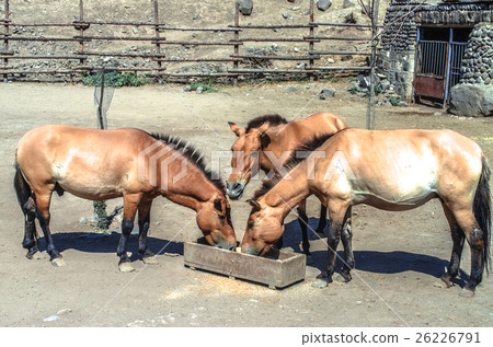 Golden brown horse Przewalski 26226791