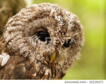 Detail of face of Strix aluco - Tawny Owl Detail of face of Strix aluco - Tawny Owl 26226871