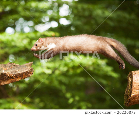 White brasted marten jump on wood - Martes foina White brasted marten jump on wood - Martes foina 26226872