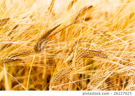 Rye field 26227025