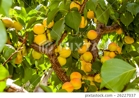 Apricots 26227037