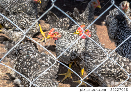 Plymouth Rock chicken 26227038