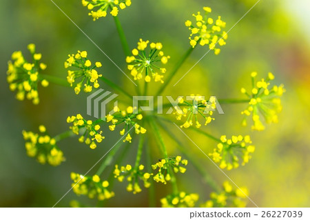 Fennel Fennel 26227039