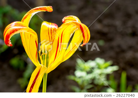 Yellow tulip 26227040