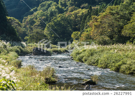 秋天的高時川,滋賀縣港北地區的一條清流 秋天的高時川,滋賀縣港北地區的一條清流 26227991
