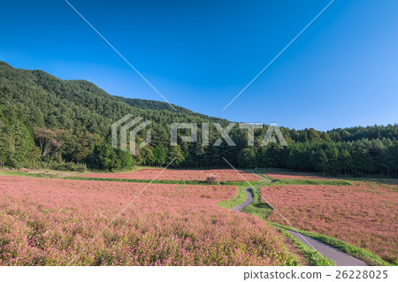 紅蕎麥麵場 26228025