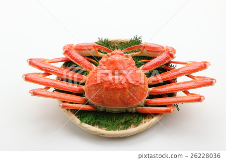Snow crab Snow crab 26228036