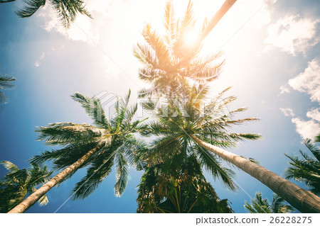 Palm Trees Against Blue Sky Toned Effect Nature Palm Trees Against Blue Sky Toned Effect Nature 26228275