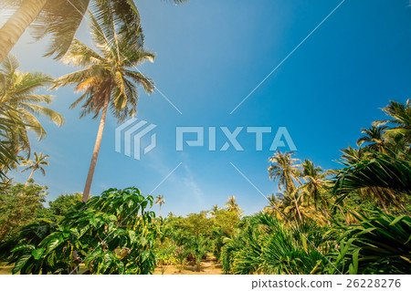 Palm Trees Sun Light Hot Equator Nature Landscape 26228276