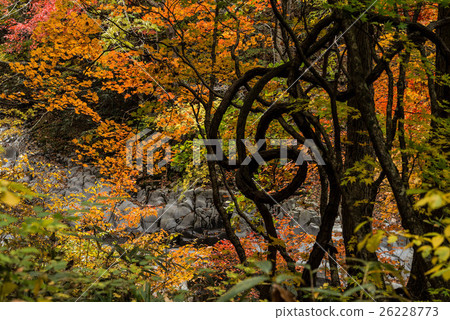 Fall of the Nakatsugawa Valley 26228773