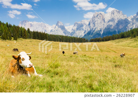 Beautiful alpine panorama Beautiful alpine panorama 26228907