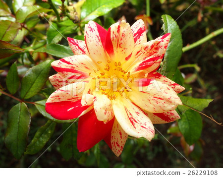 Autumn Rose, Kirari (Kirari) 26229108