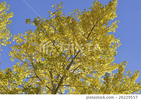 Autumn colored poplar Autumn colored poplar 26229557