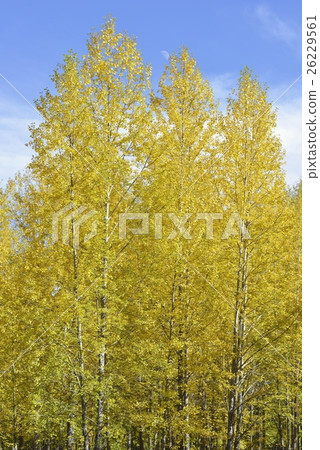 Autumn colored poplar Autumn colored poplar 26229561
