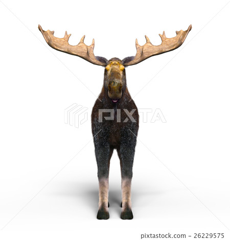 Moose Moose 26229575
