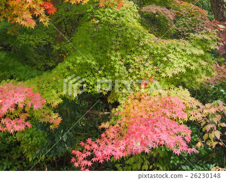 Autumn leaves Autumn leaves 26230148