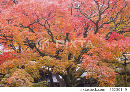 Autumn leaves of Raiyama in Itoshima city Fukuoka prefecture Autumn leaves of Raiyama in Itoshima city Fukuoka prefecture 26230149