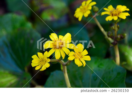 Yellow flowers of Tsubaki Yellow flowers of Tsubaki 26230150