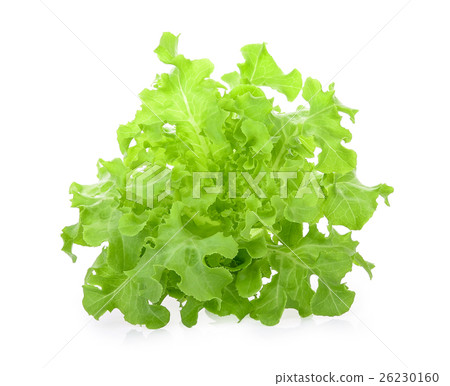 Green oak lettuce on white background 26230160