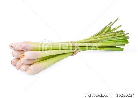 Fresh Lemongrass isolated on white background Fresh Lemongrass isolated on white background 26230224