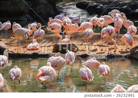 Group of Flamingo in Houston zoo 26232991