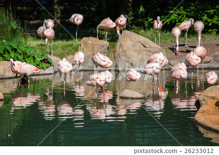 Group of Flamingo in Houston zoo 26233012