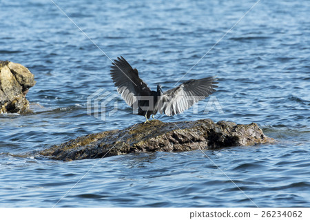 Kurosagi Kurosagi 26234062