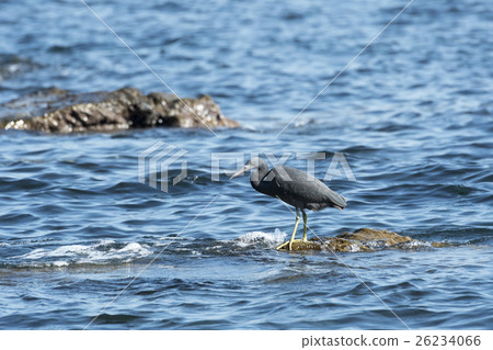 Kurosagi Kurosagi 26234066