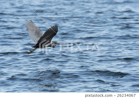 Kurosagi Kurosagi 26234067