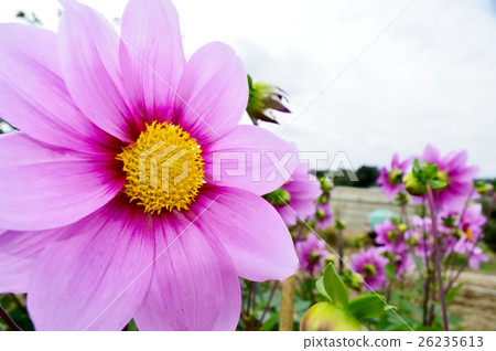 混合皇帝達利亞Gutzeria粉紅色 混合皇帝達利亞Gutzeria粉紅色 26235613