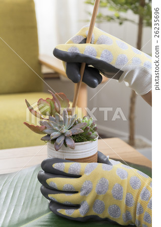 Planting succulent plants Planting succulent plants 26235696
