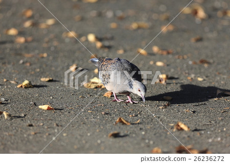 Turtledove Turtledove 26236272