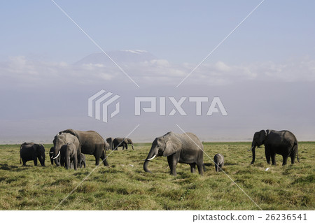 非洲大象 非洲大象 26236541