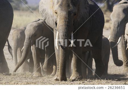 African elephant African elephant 26236651