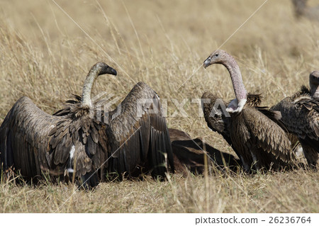 Madara vulture 26236764