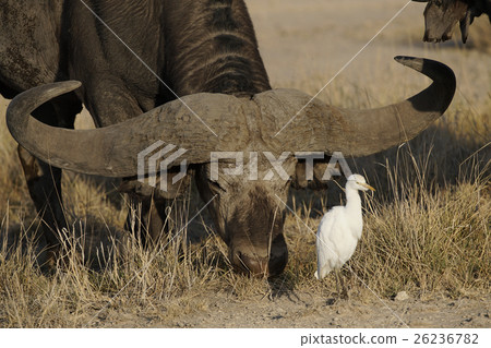 非洲水牛 26236782