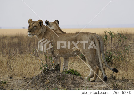 lion 26236788