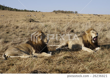 獅子 26236821
