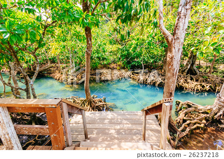 Pa Phru Tha Pom Khlong Song Nam at Kra-bi province 26237218