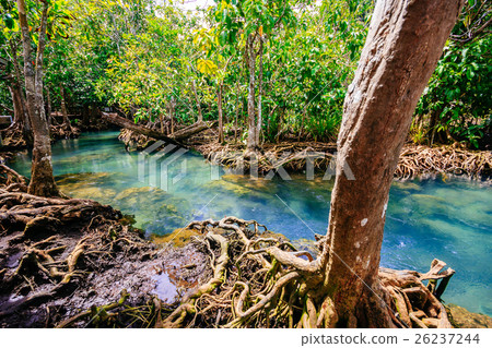 Tha Pom Khlong Song Nam, Kra-bi province 26237244