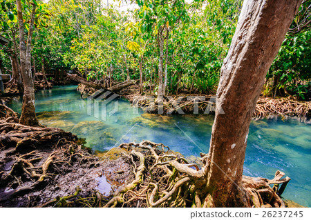 Tha Pom Khlong Song Nam, Kra-bi province, Thailand 26237245