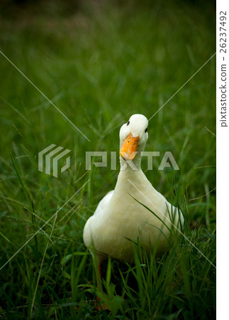 Call Duck playing in the park 26237492
