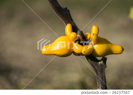 Fox face Fox face 26237567