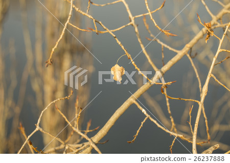 Last leaf on autumn tree branch, sunlit close-up 26237888