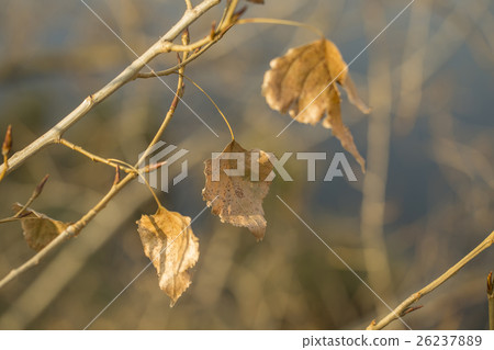 Last leaves on poplar tree branch, sunlit close-up 26237889