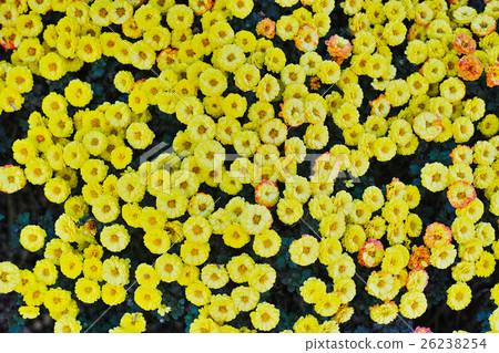 Yellow chrysanthemum 26238254