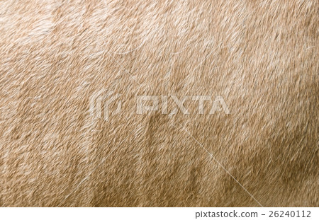 Surface fur cream horse 26240112